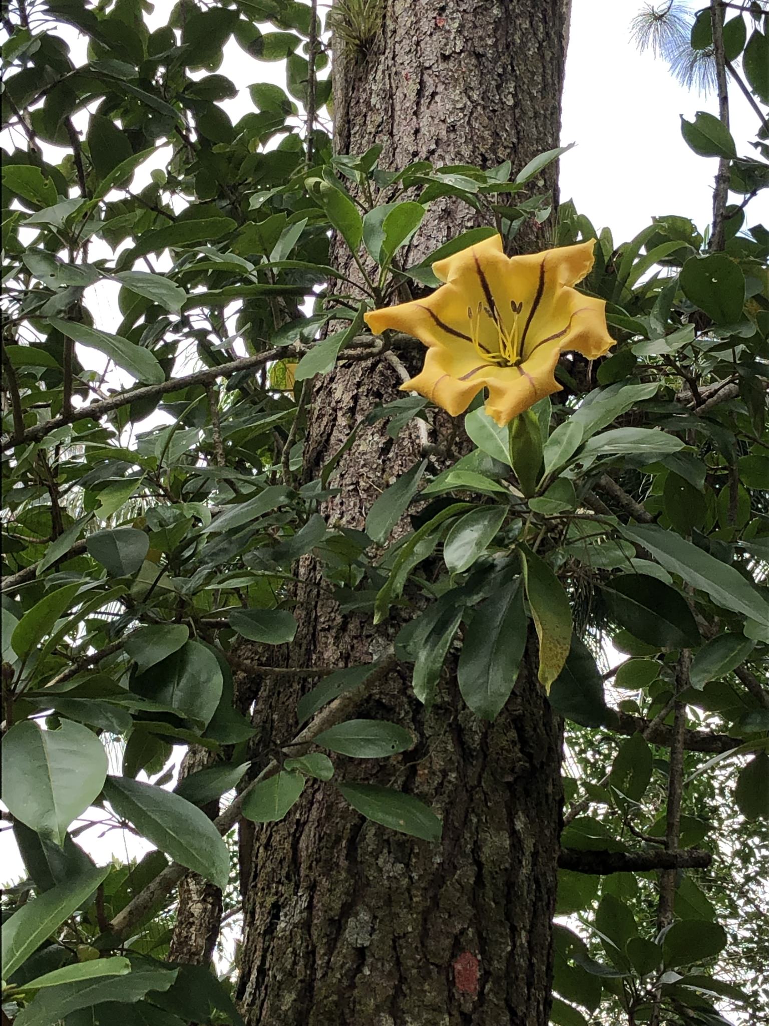 Solandra maxima